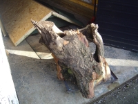  an odd tree stump salvaged from the logpile